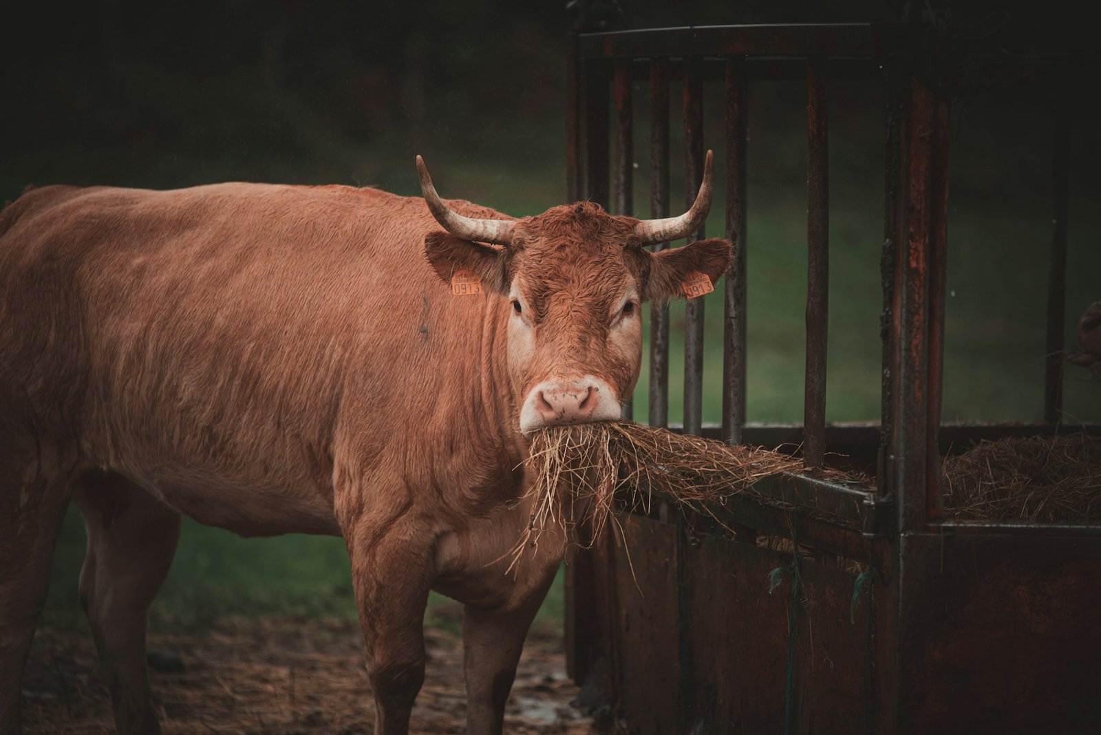Avian Flu Detected in Dairy Cows Across Multiple U.S. States